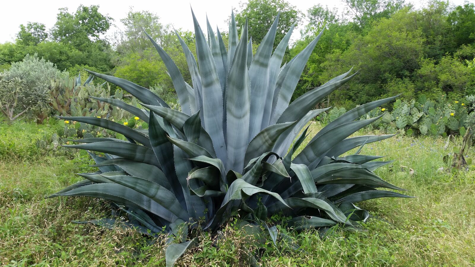 Samsung Galaxy S5 sample photo. San antonio, botanical, gardens photography