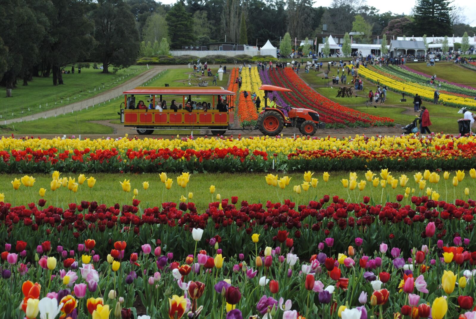 Nikon D3000 sample photo. Tulip, nature, colorful photography