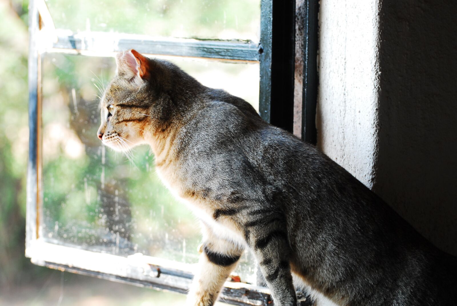 Nikon D200 sample photo. African wild cat, wild photography