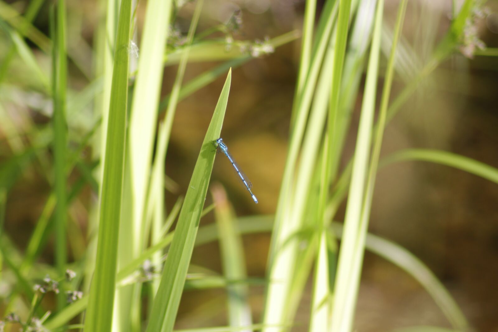 Canon EOS 700D (EOS Rebel T5i / EOS Kiss X7i) sample photo. Nature, dragonfly, pond photography