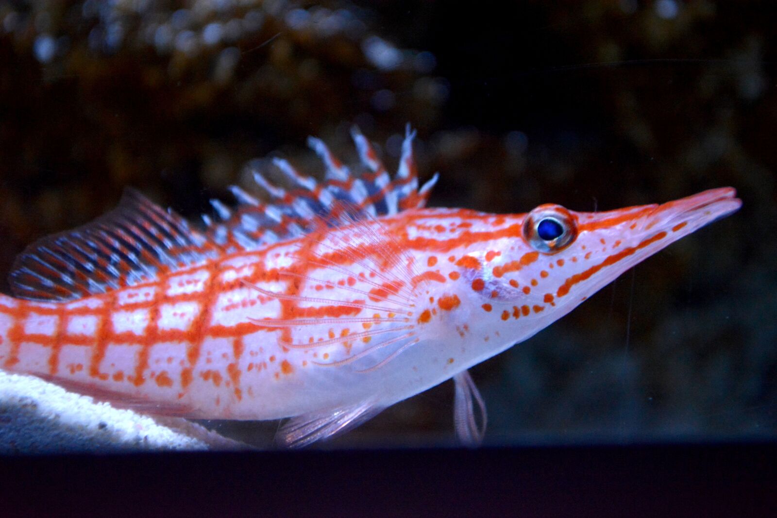 Nikon D5200 sample photo. To download gombe, aquarium photography