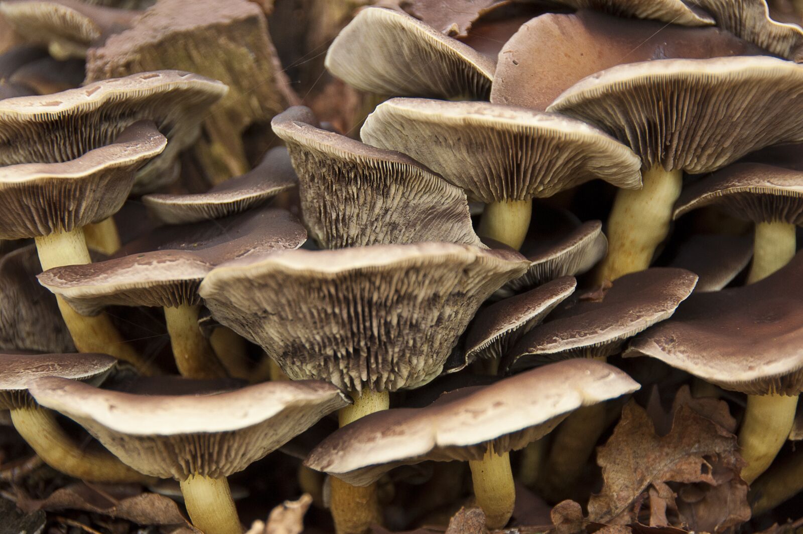 Nikon D90 sample photo. Mushroom, autumn, season photography