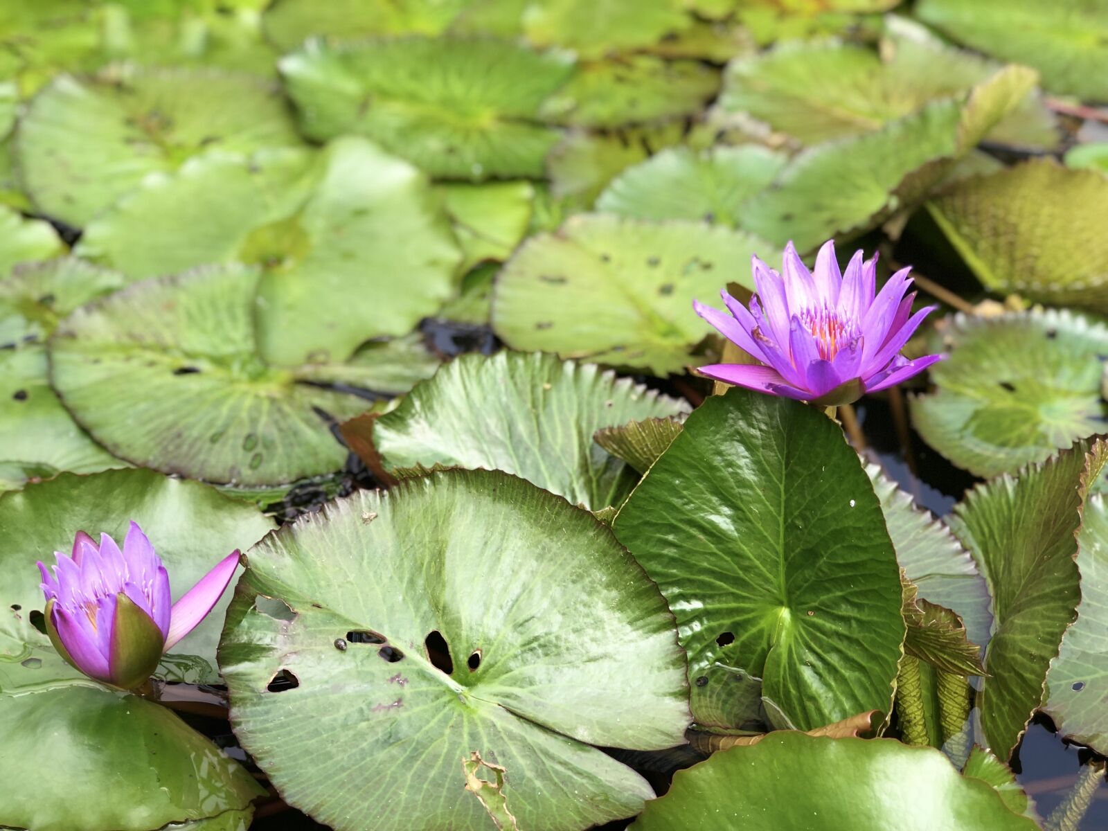 iPhone 8 Plus back dual camera 6.6mm f/2.8 sample photo. Lotus, pond, plant photography