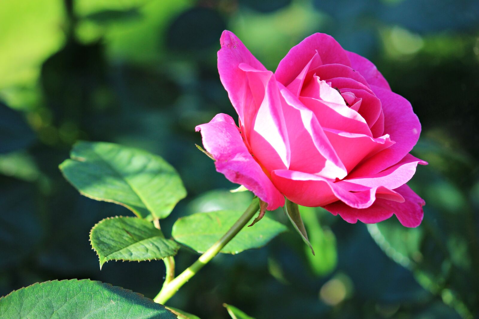 Canon EF-S 55-250mm F4-5.6 IS II sample photo. Rose, pink, blossom photography