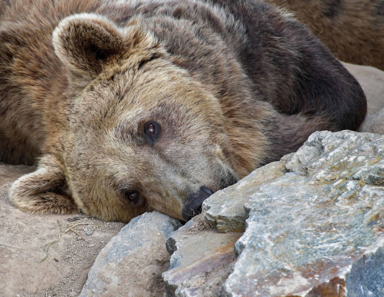 Nikon D500 sample photo. Wild, stone, fur, wildlife photography