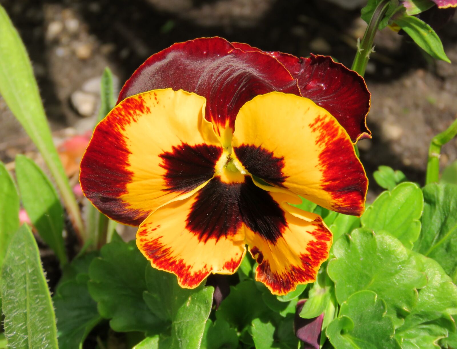 Canon PowerShot SX60 HS sample photo. Pansy, yellow, red photography