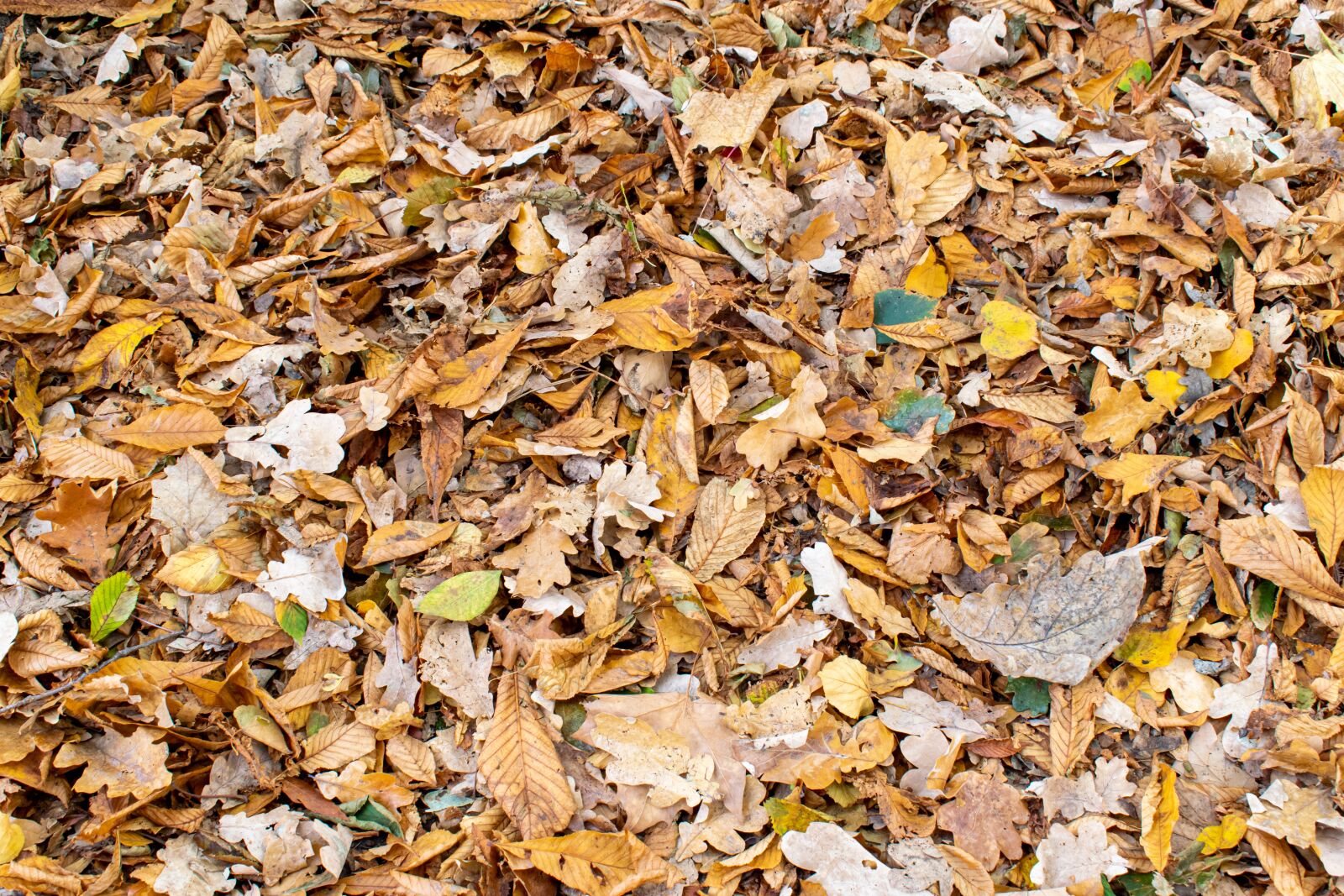 Nikon D5300 sample photo. Fall foliage, leaves, background photography