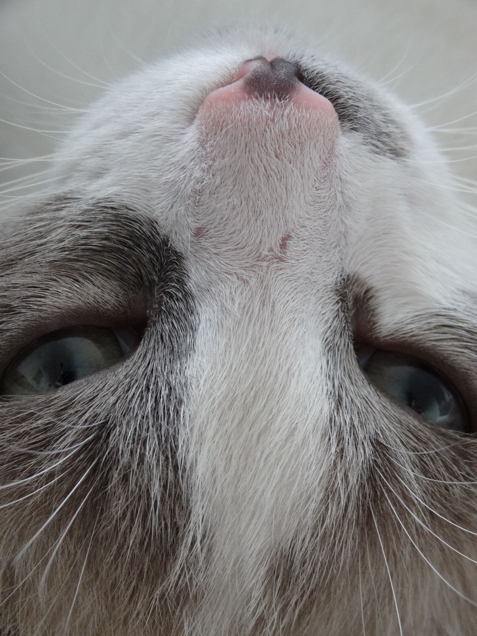 Sony Cyber-shot DSC-HX20V sample photo. Cat, hair, beige photography