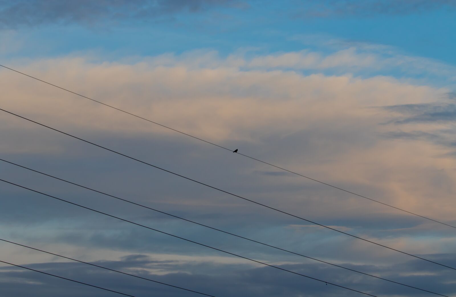 Canon EOS 7D Mark II sample photo. Bird on a wire photography