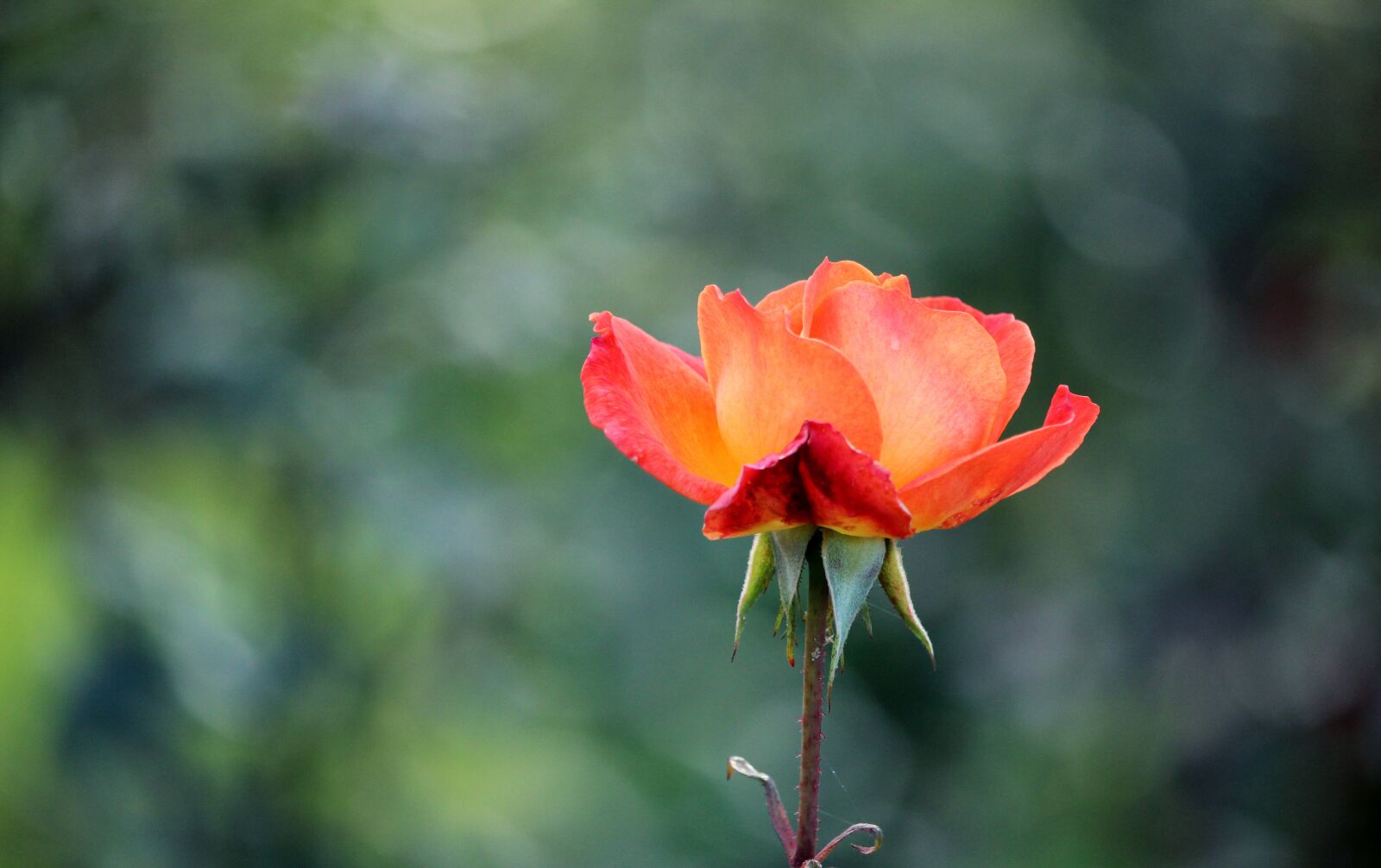 Canon EF-S 55-250mm F4-5.6 IS STM sample photo. Flower, rose, nature photography