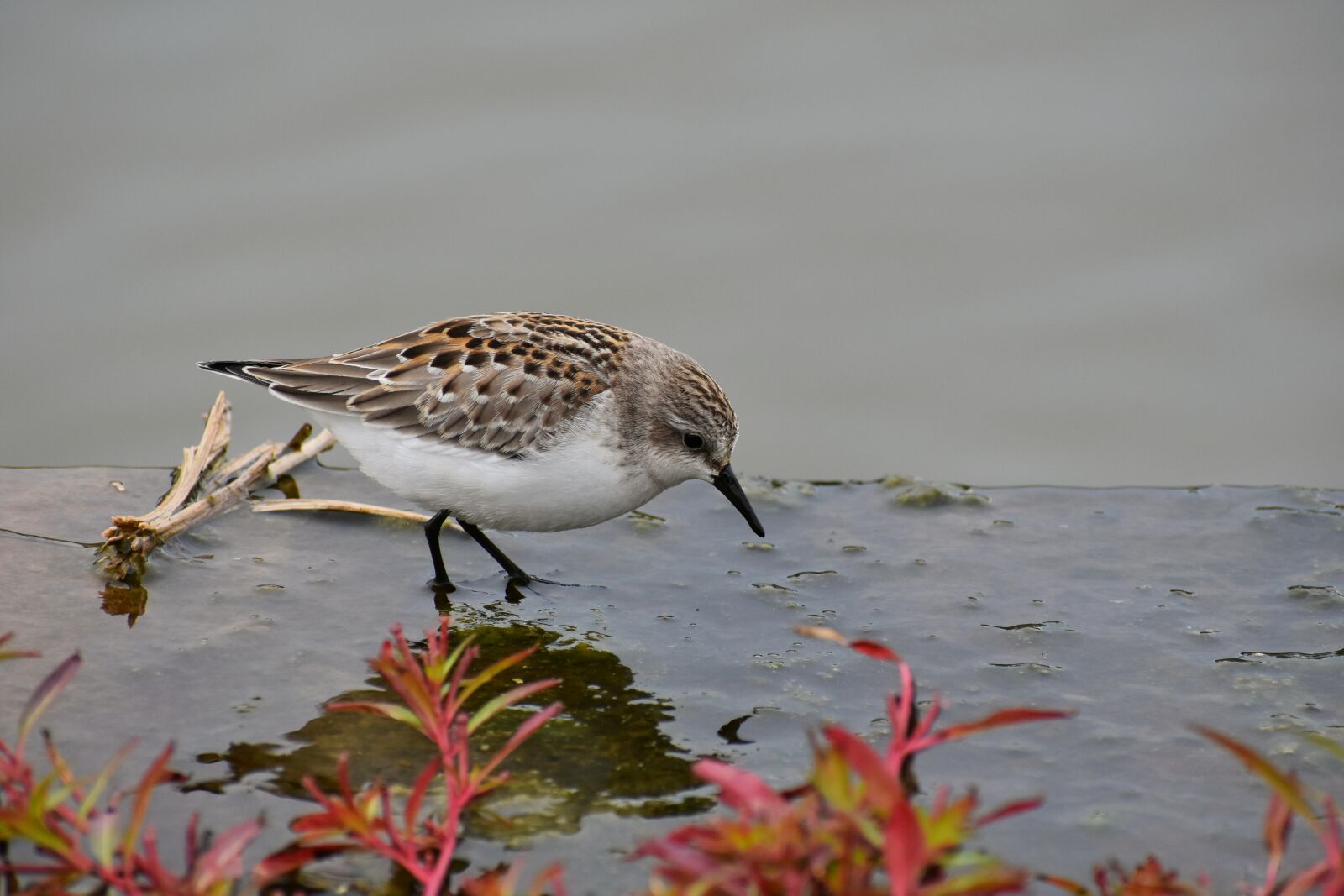 Nikon D7200 sample photo. Animal, river, waterside photography