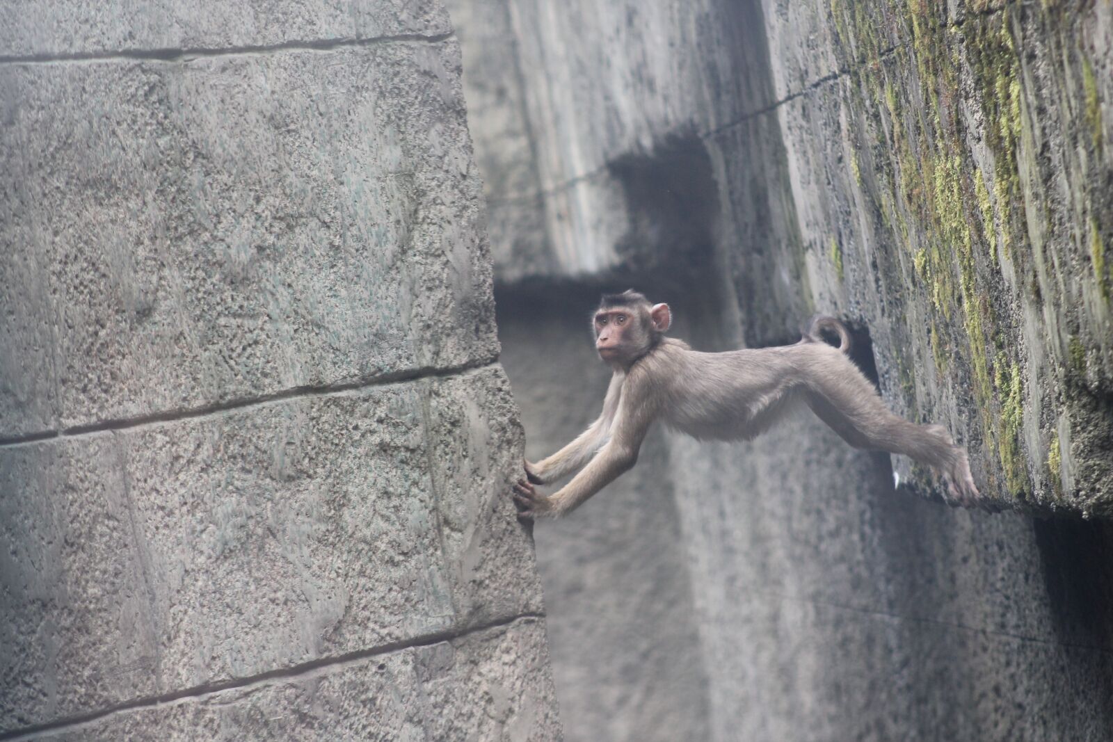 Canon EF75-300mm f/4-5.6 sample photo. Monkey, äffchen, baby photography
