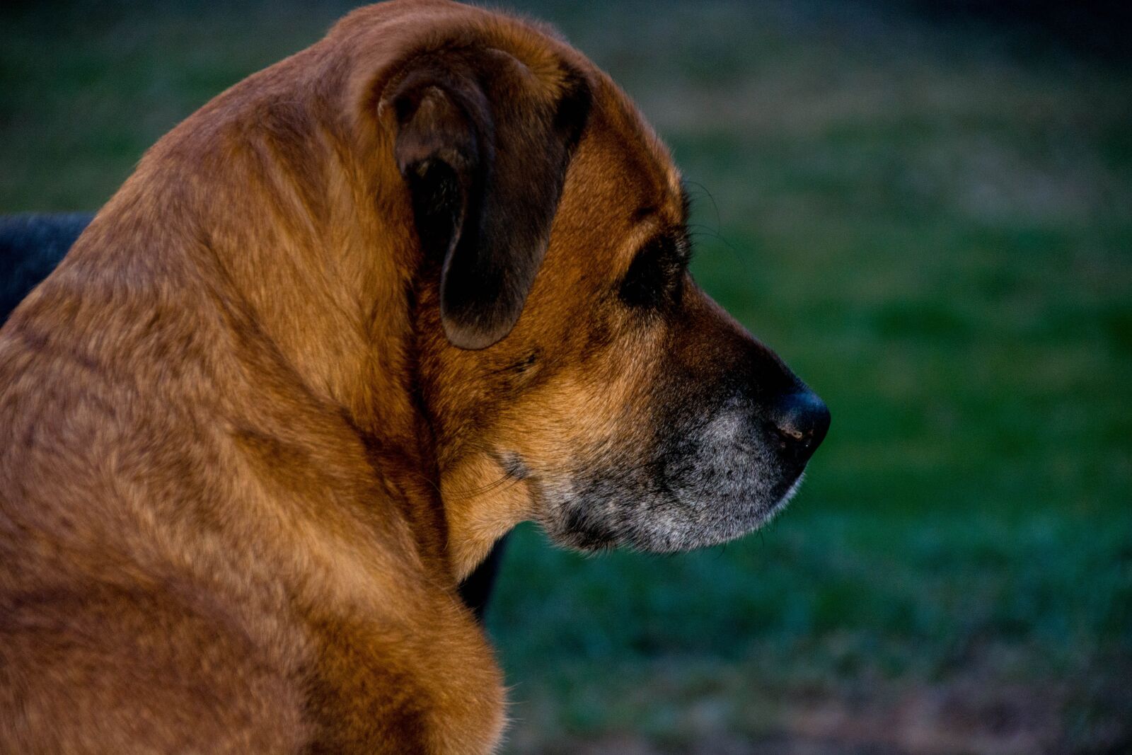 Nikon D5200 sample photo. Cute, dog, animal photography