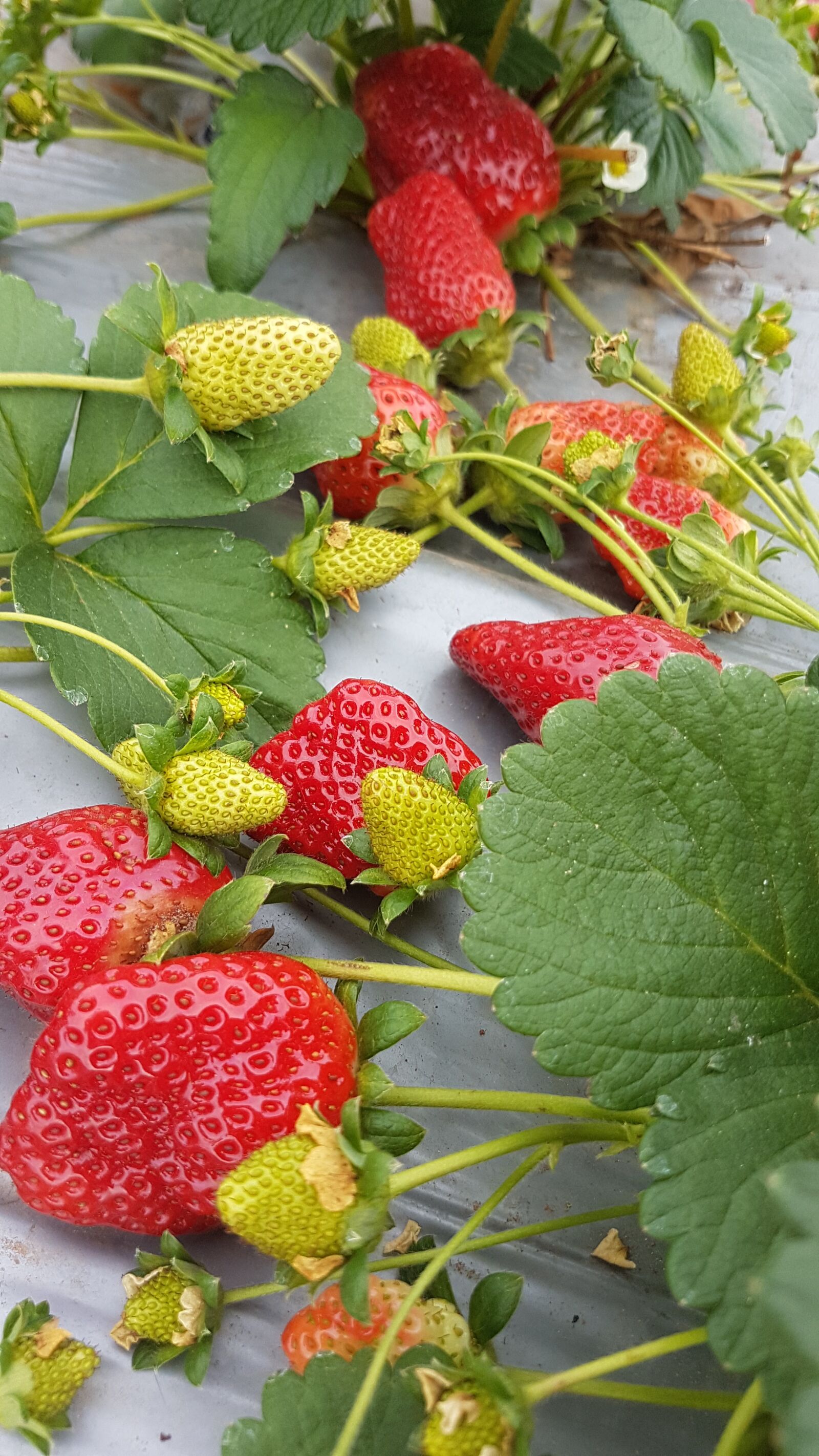 Samsung Galaxy S7 sample photo. Strawberries, food, nature photography