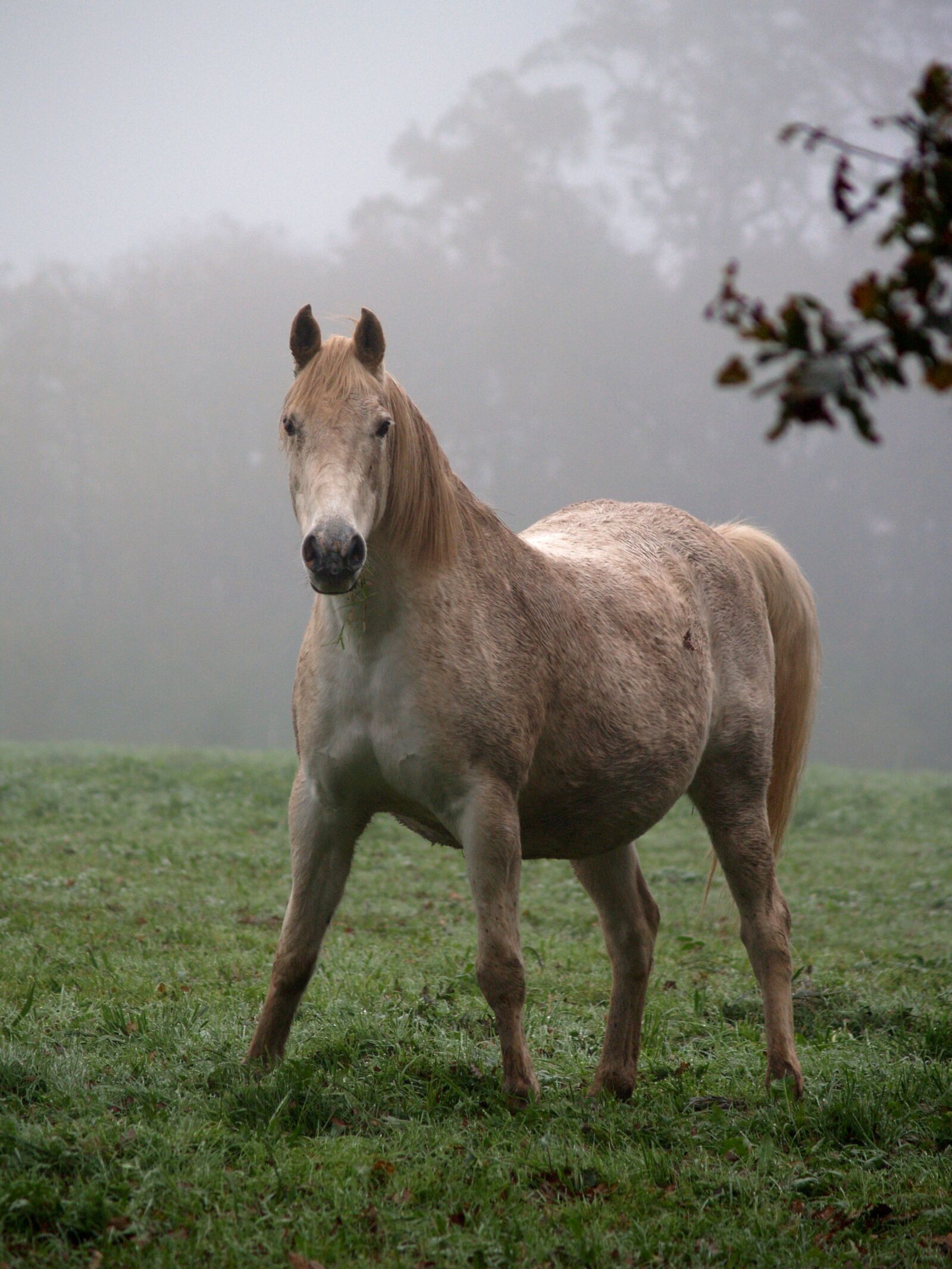 Olympus E-300 (EVOLT E-300) sample photo. Horse, nature, animal photography