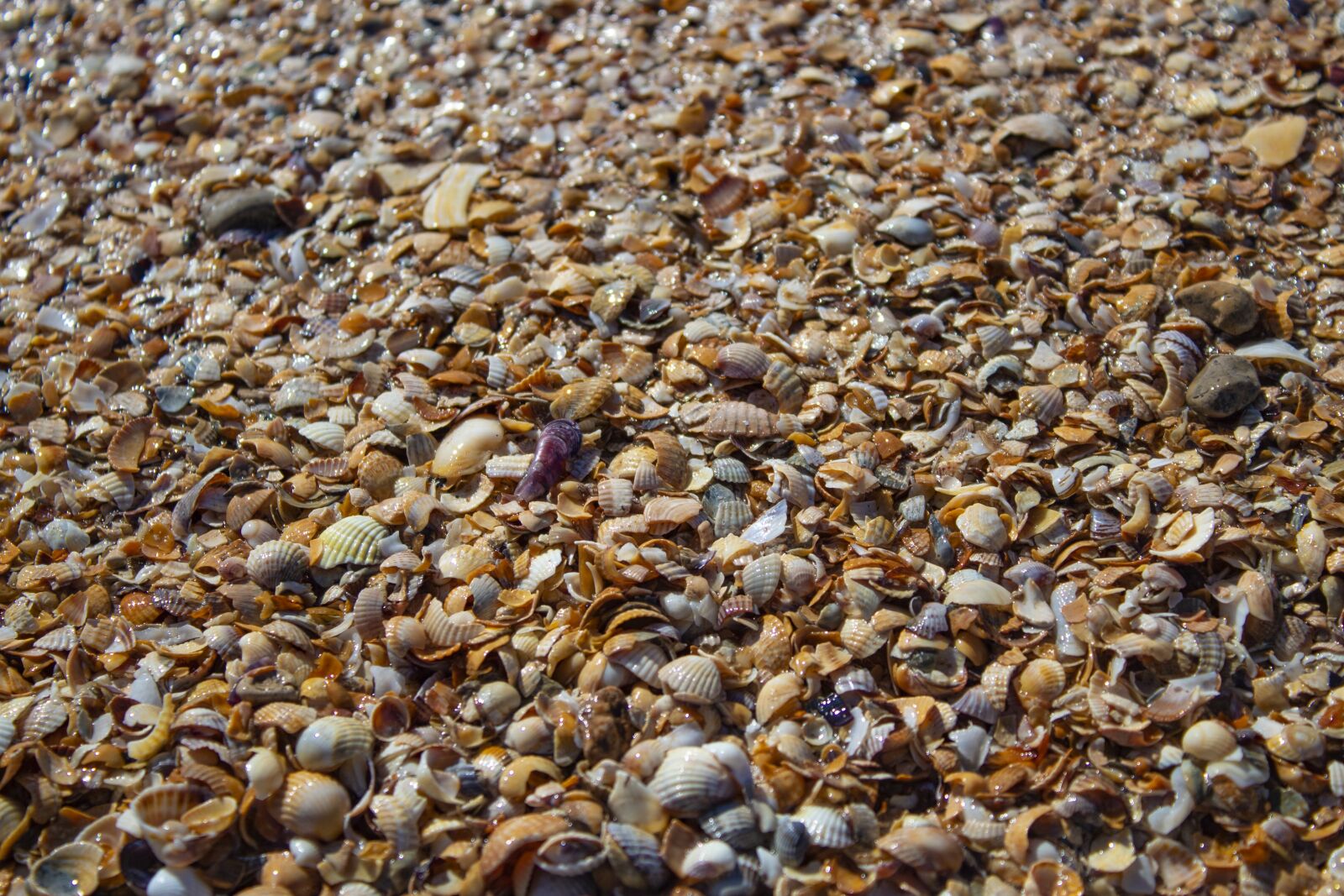 Canon EOS 4000D (EOS Rebel T100 / EOS 3000D) sample photo. Seashells, sea, water photography
