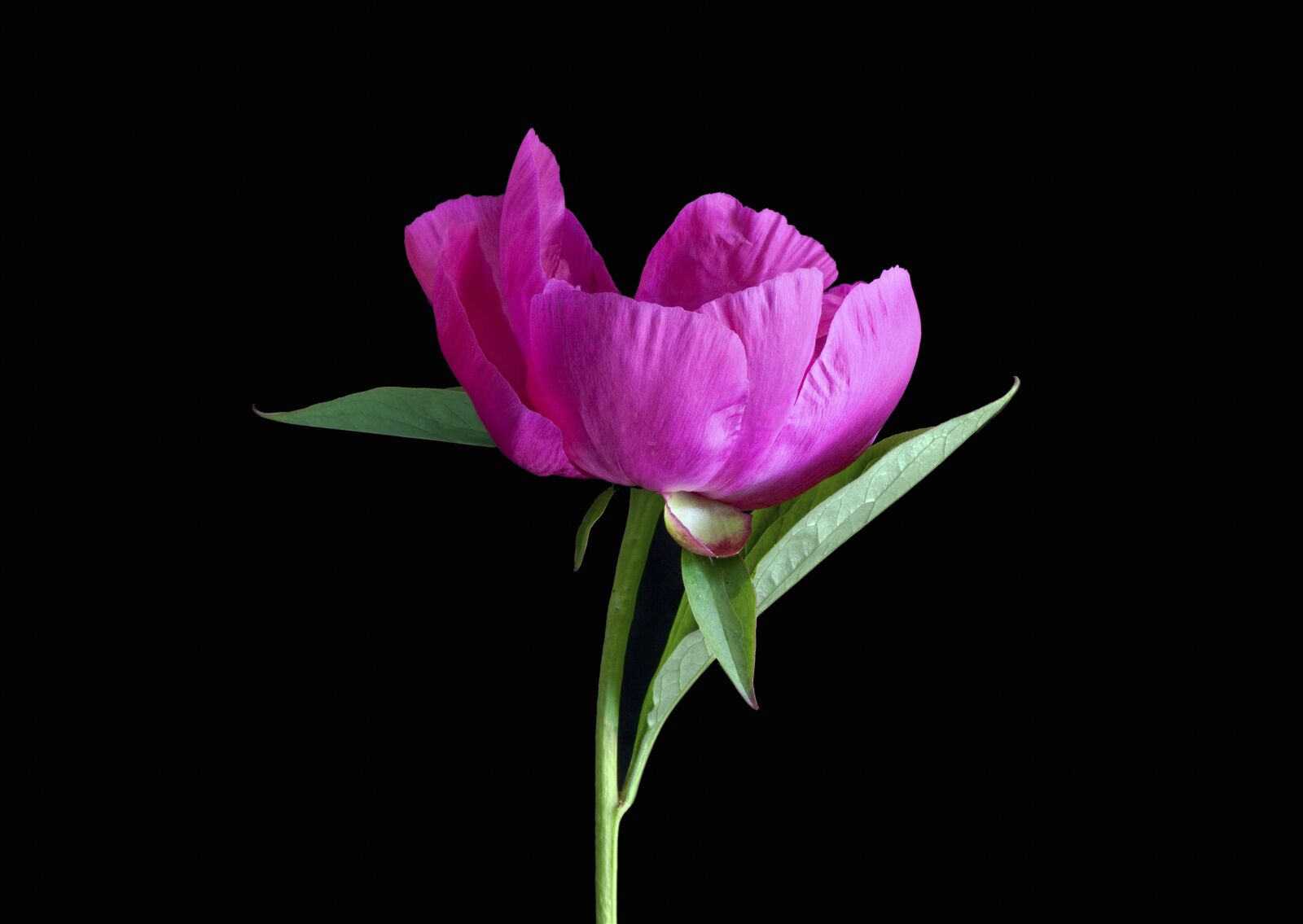 Nikon D300 sample photo. Pink peony, flower, peony photography