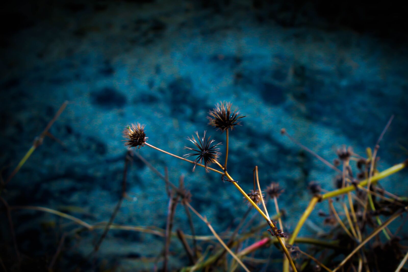 Canon EOS 80D sample photo. Blue, mystery, beautiful photography