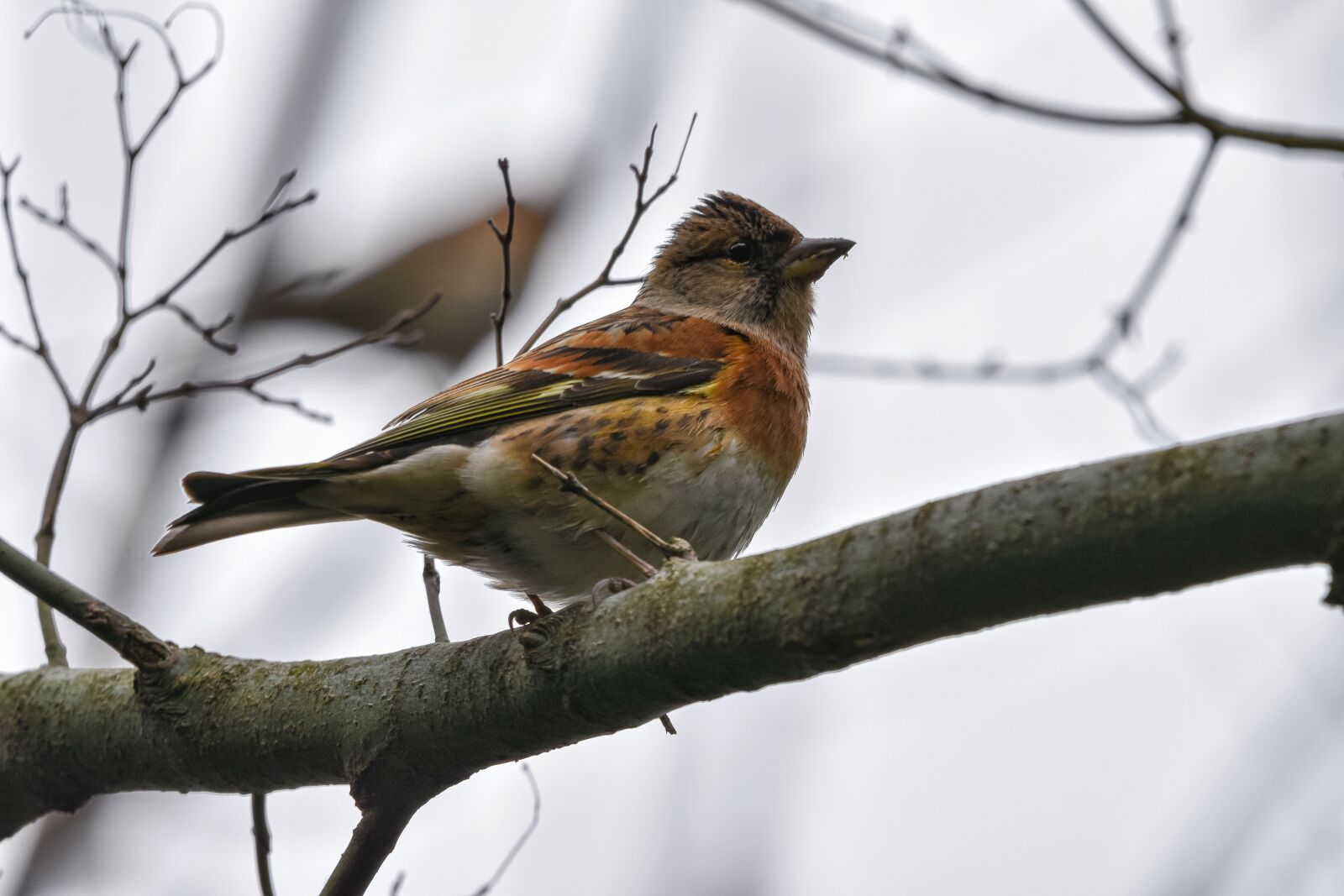 Nikon D7200 sample photo. Animal, forest, wood photography