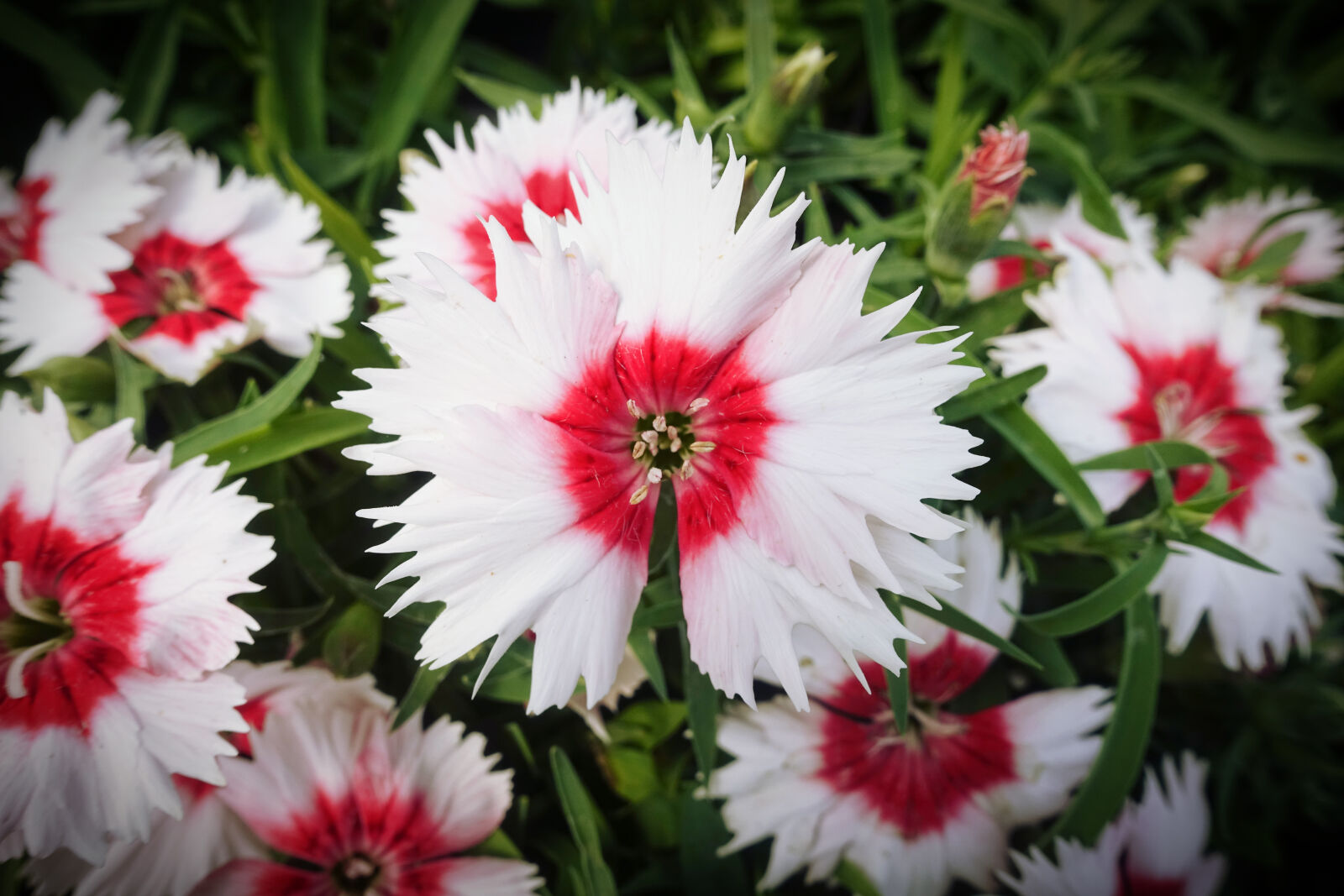 Sony DSC-RX100M5 sample photo. Close, up, film, flower photography