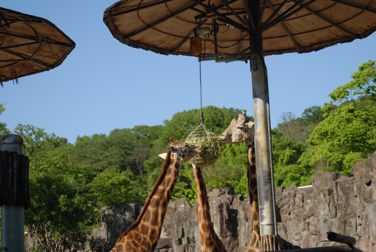 Nikon D200 sample photo. Korea, republic of korea photography