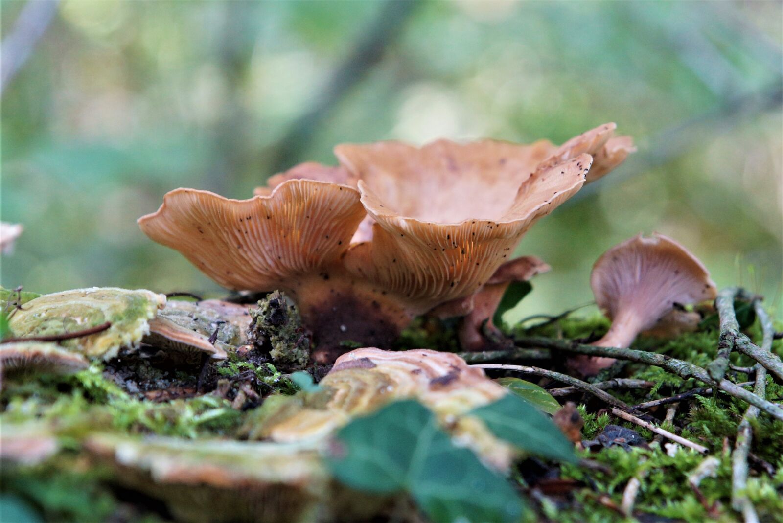 24-70mm F2.8 sample photo. Autumn, forest, mushroom photography