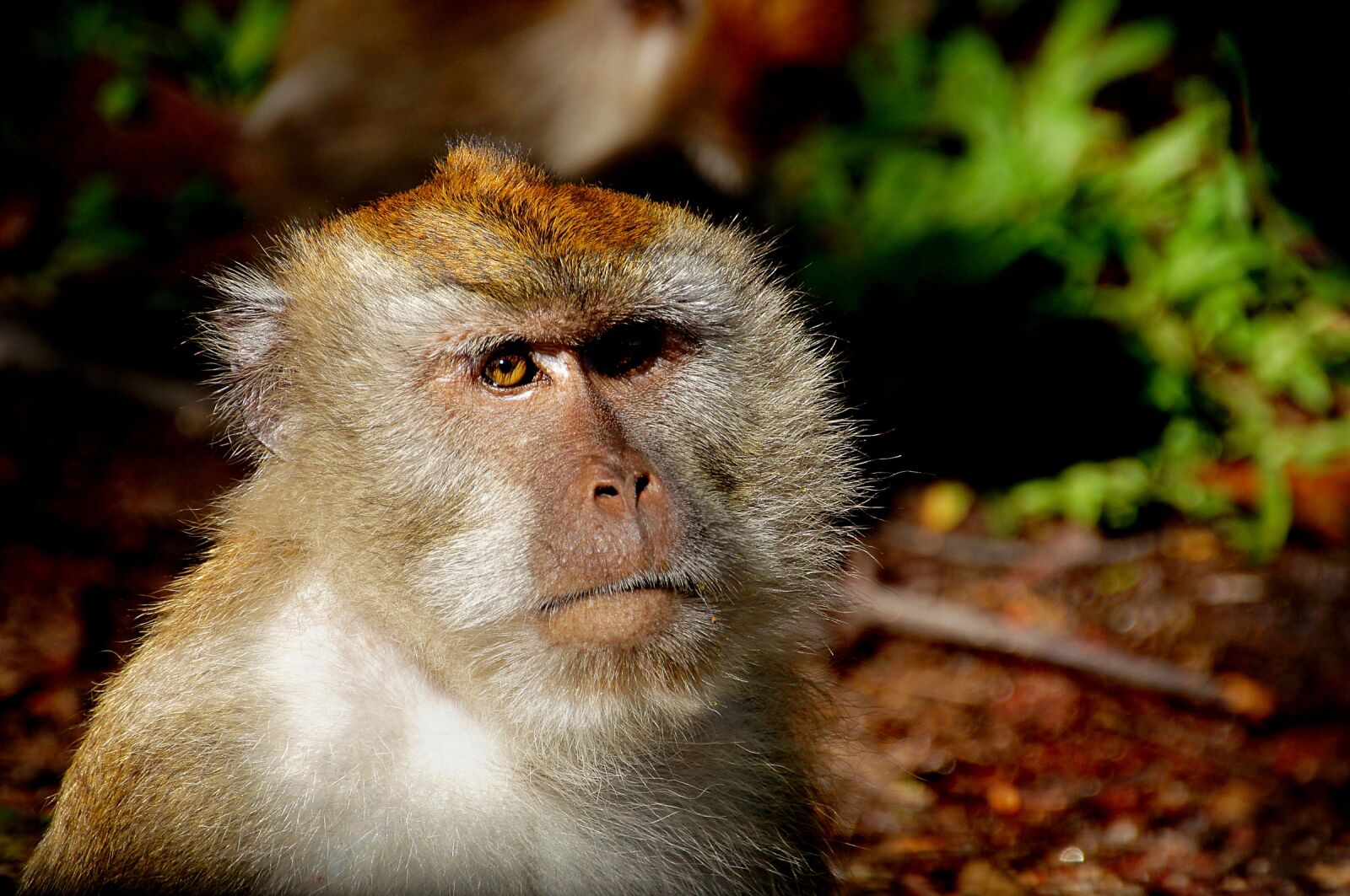 Sony Alpha DSLR-A580 + DT 18-270mm F3.5-6.3 sample photo. Macaque, monkey, primate photography