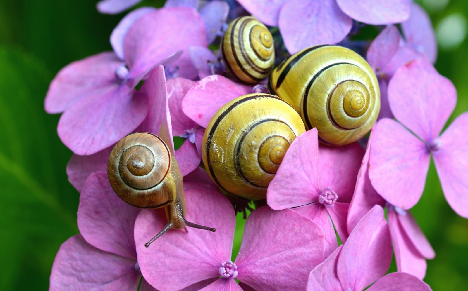 Nikon D5100 sample photo. Snail, flower, petal, nature photography
