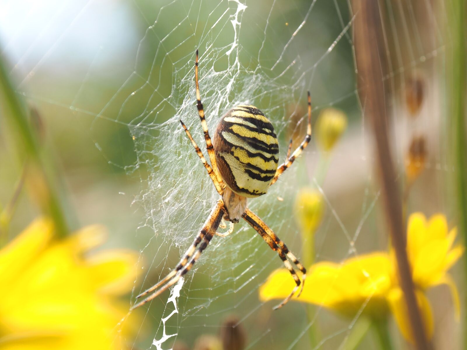 Olympus PEN E-PL7 sample photo. Wasp spider, wheel spider photography