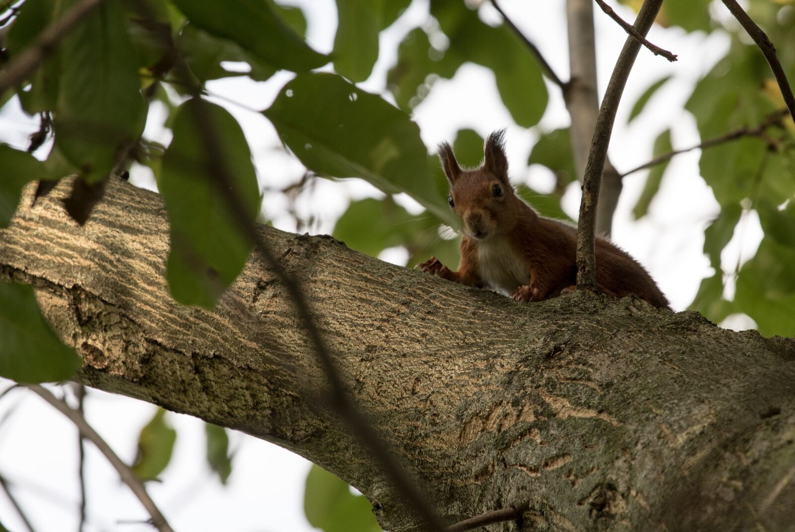 Canon EOS 7D Mark II + Canon EF 70-200mm F4L IS USM sample photo. Squirrel, croissant, verifiable kitten photography
