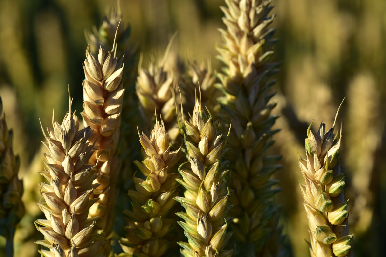 Nikon D750 sample photo. Wheat, wheat field, wheat photography