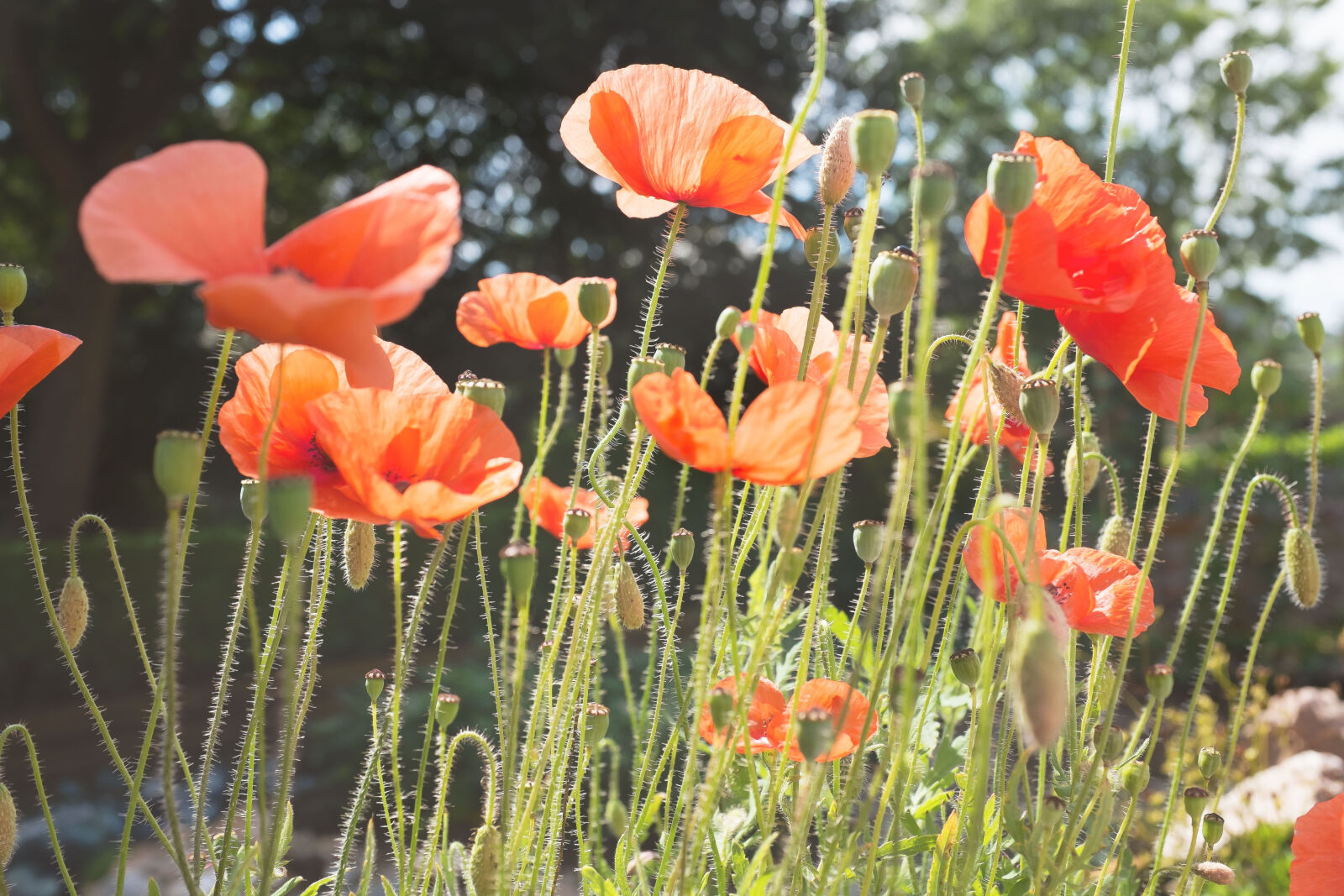 Fujifilm X100S sample photo. Nature, flowers, poppy, wild photography