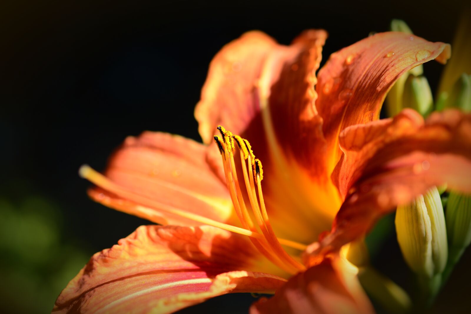 Nikon D5200 sample photo. Feuerlilie, garden lily, lily photography