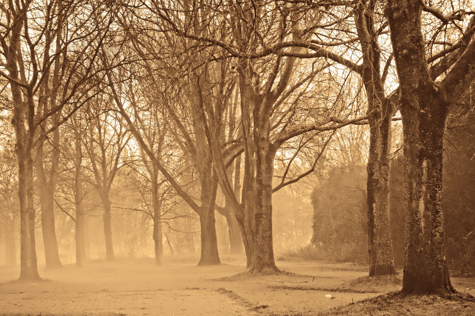Sony Cyber-shot DSC-RX100 sample photo. Forest, trees, bare trees photography