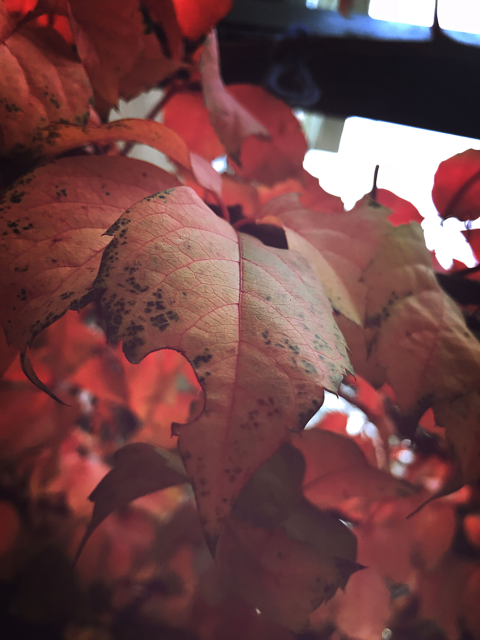 Apple iPhone 7 sample photo. Autumn, autumn, colours, autumn photography
