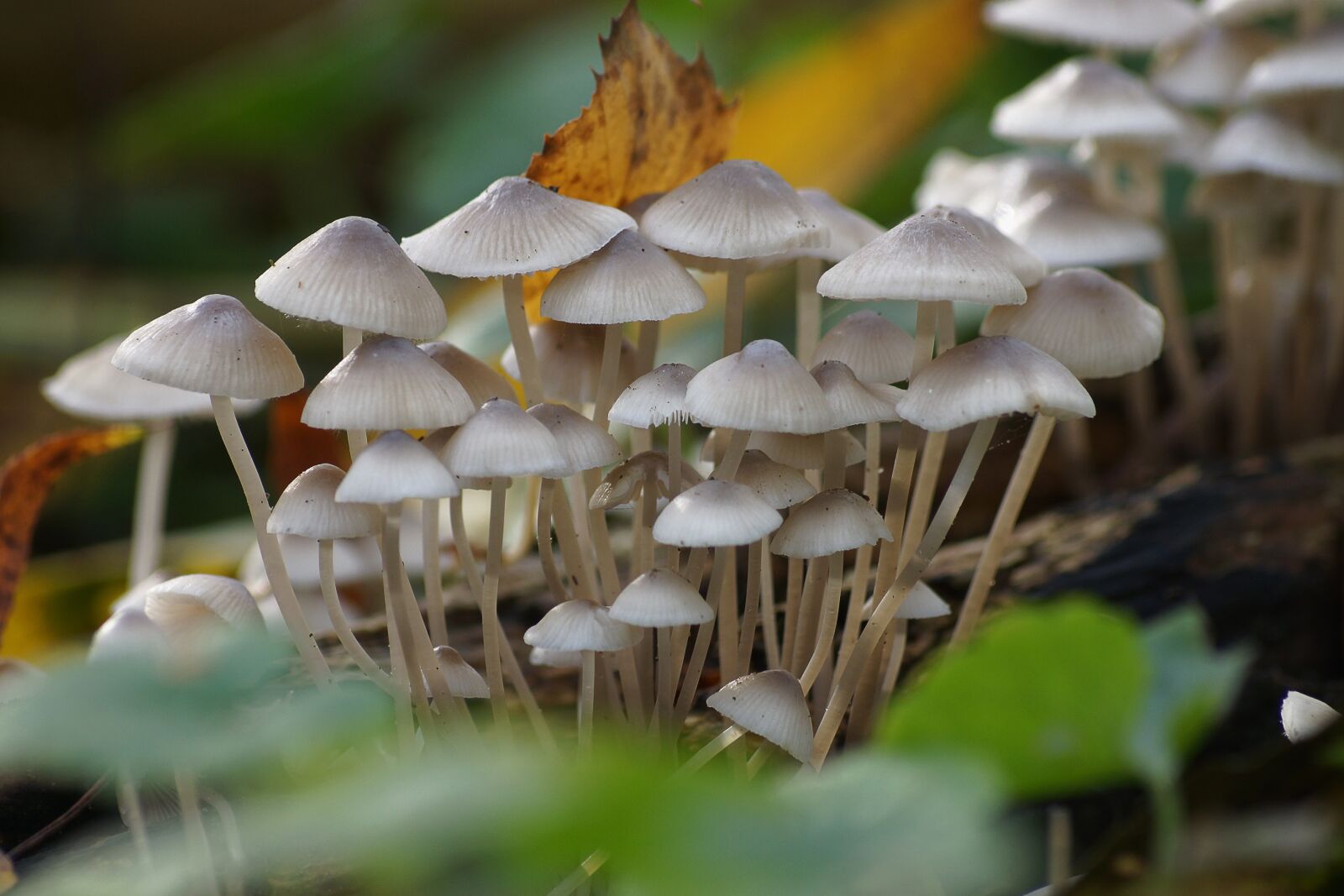 Sony SLT-A77 + Sony DT 55-200mm F4-5.6 SAM sample photo. Nature, fungus, mushroom photography