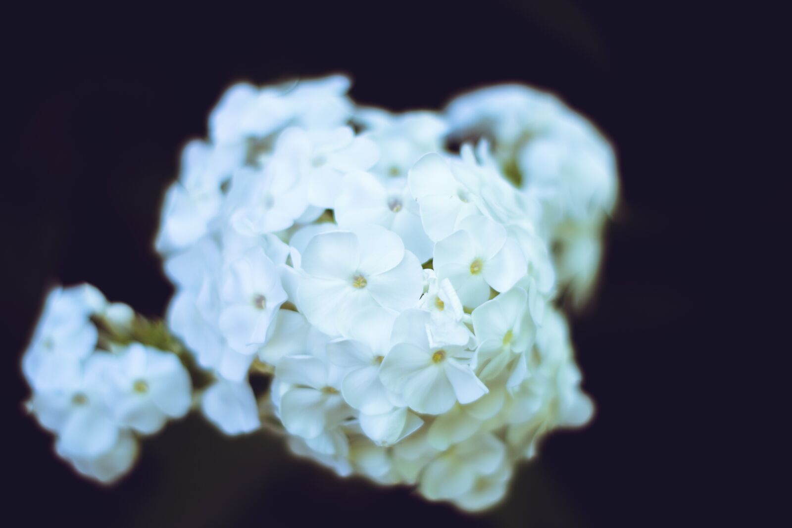 Nikon D5600 sample photo. White flowers, flower, macro photography