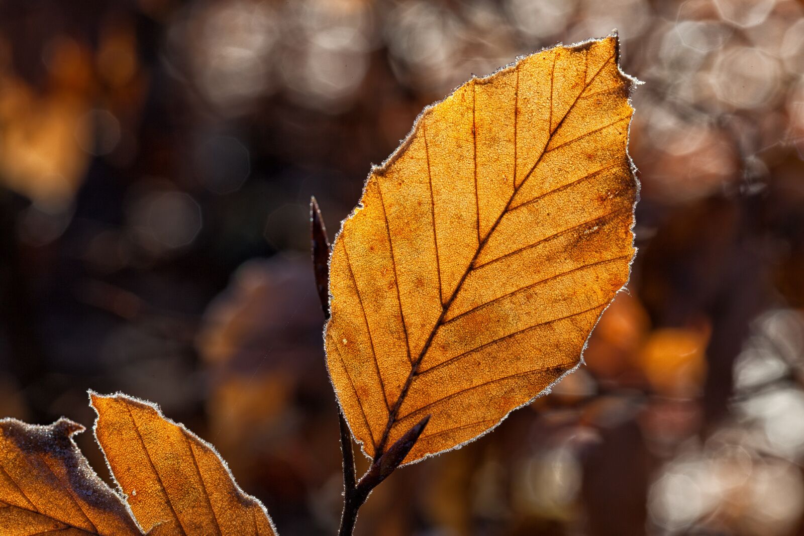 Canon EOS 5D Mark II sample photo. Leaves, leaf, fall foliage photography