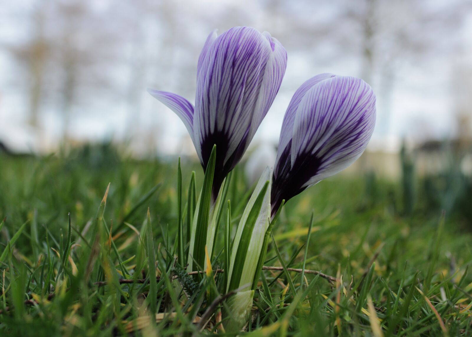 Canon EOS 2000D (EOS Rebel T7 / EOS Kiss X90 / EOS 1500D) sample photo. Crocus, purple, violet photography