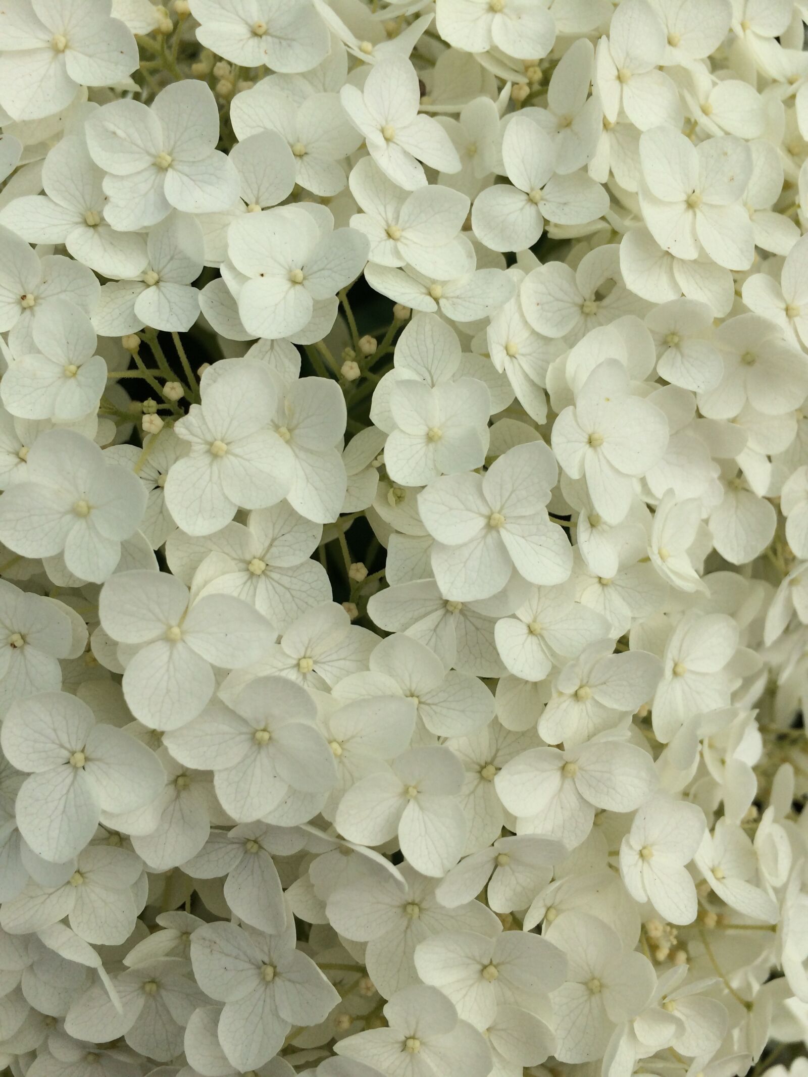 iPhone 5s back camera 4.15mm f/2.2 sample photo. Ant, white flowers, flower photography