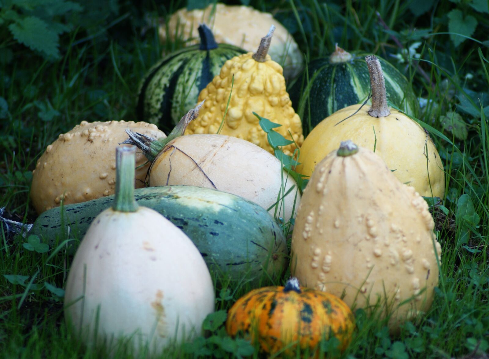 Sony SLT-A58 sample photo. Autumn, pumpkin, garden photography