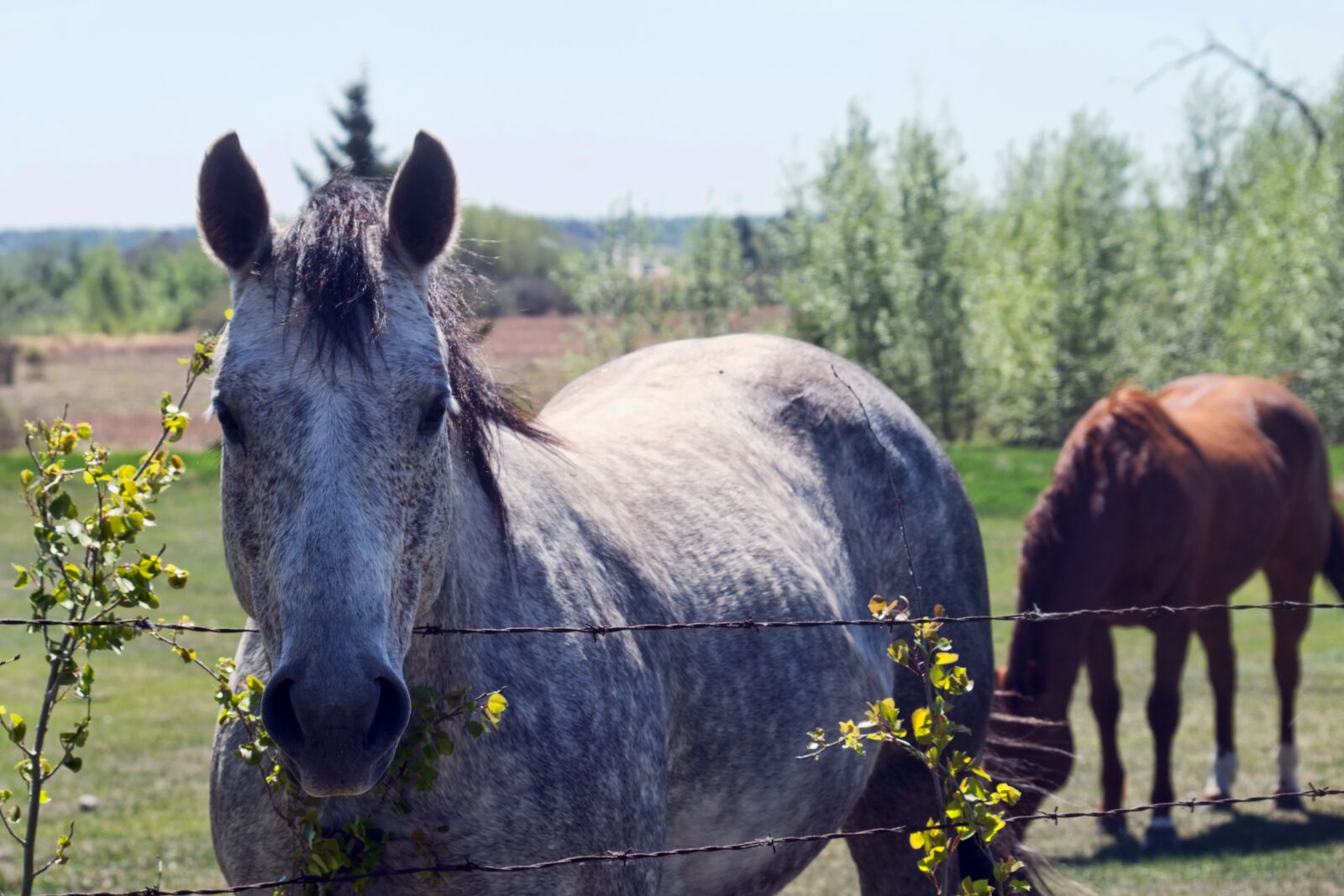 Sony SLT-A77 sample photo. Horses, farm, country photography