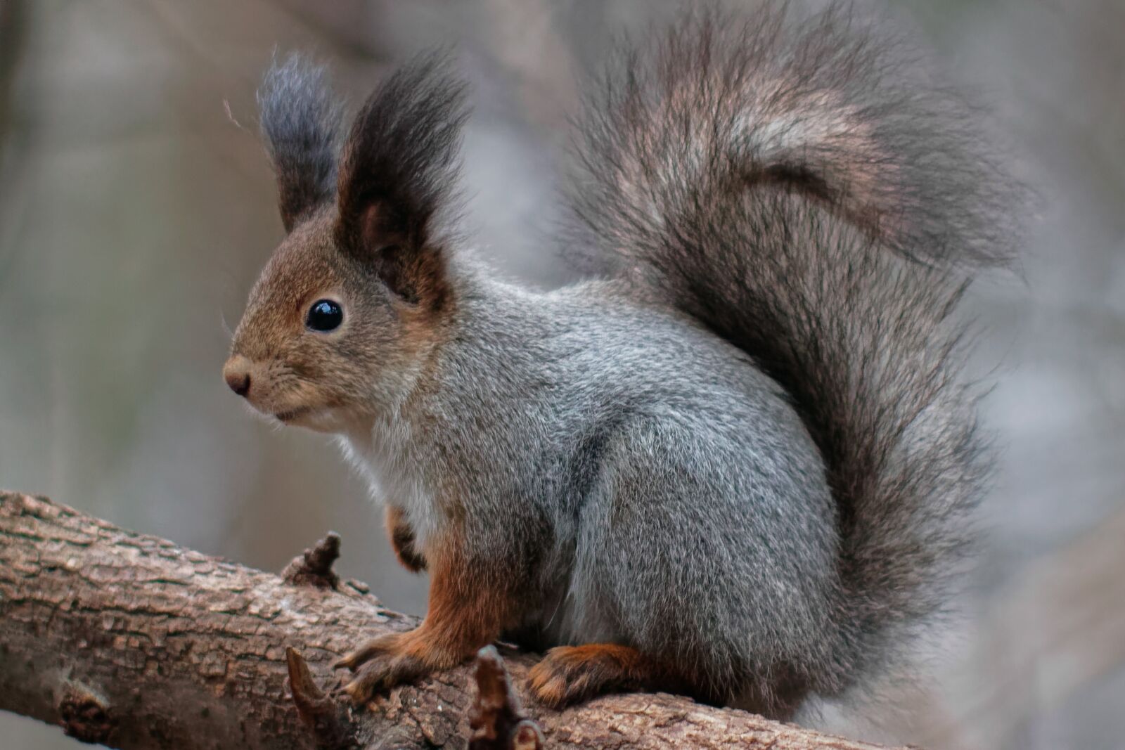 Canon EOS 500D (EOS Rebel T1i / EOS Kiss X3) sample photo. Squirrel, animal, nature photography
