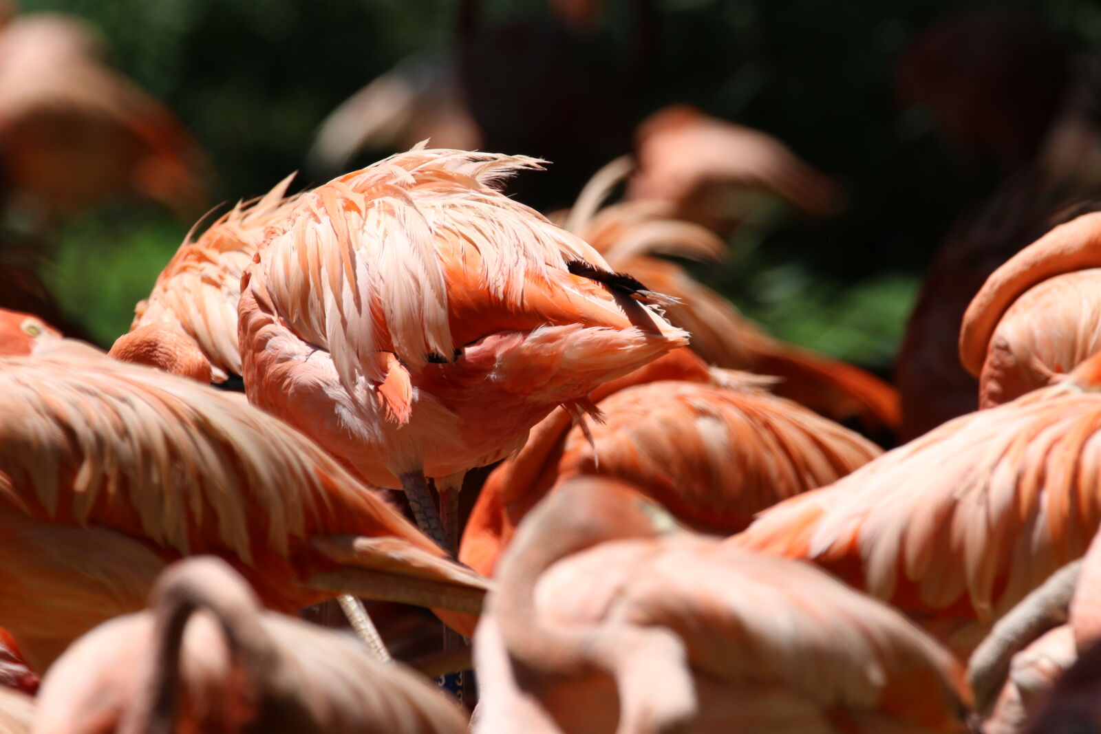 Canon EOS 7D Mark II sample photo. Animal, animals, birds, feathers photography