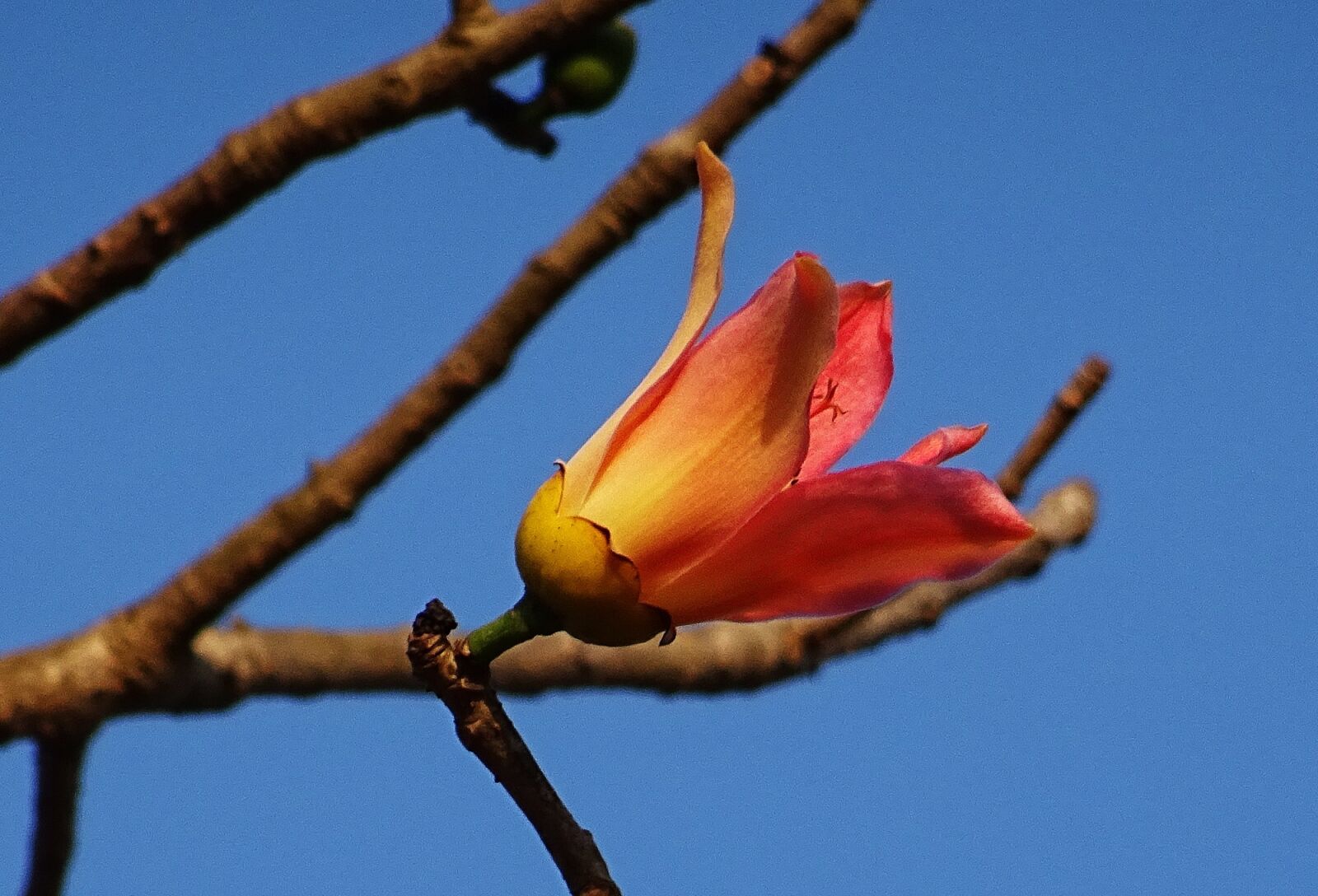 Sony DSC-HX60V sample photo. Flower, shimul, bombax ceiba photography