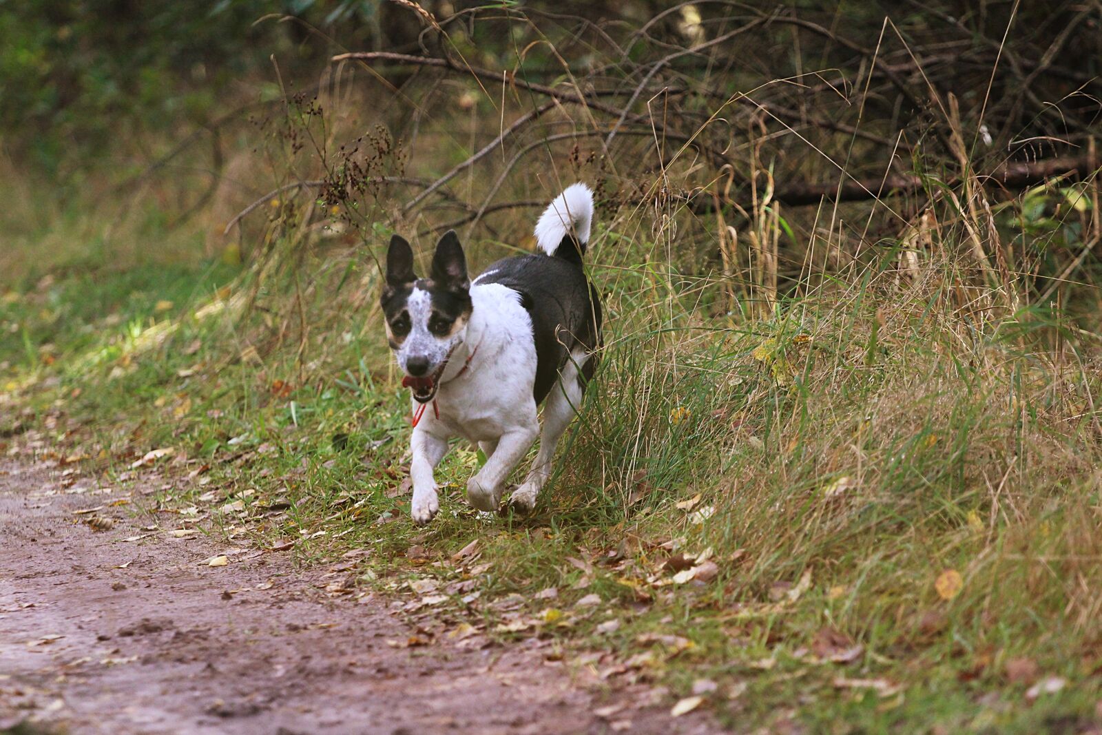 Canon EF 70-200mm F4L USM sample photo. Dog, running, animal photography