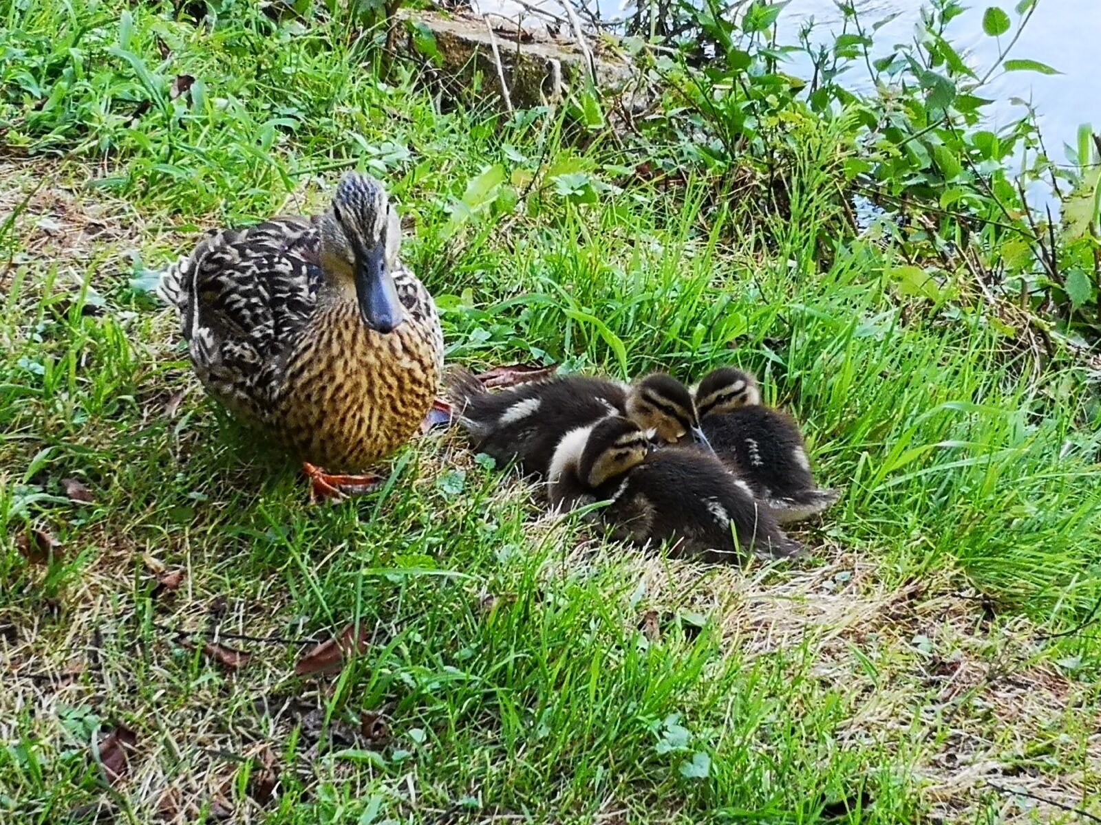 HUAWEI P20 sample photo. Duck, small, young photography