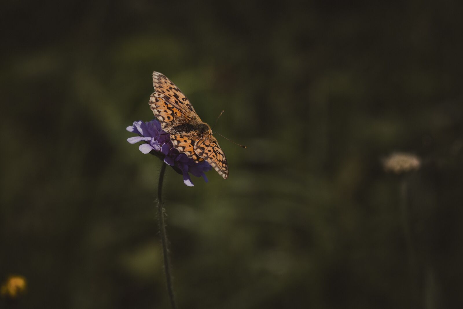 Nikon D7100 sample photo. Medium-sized fritillary, argynnis niobe photography