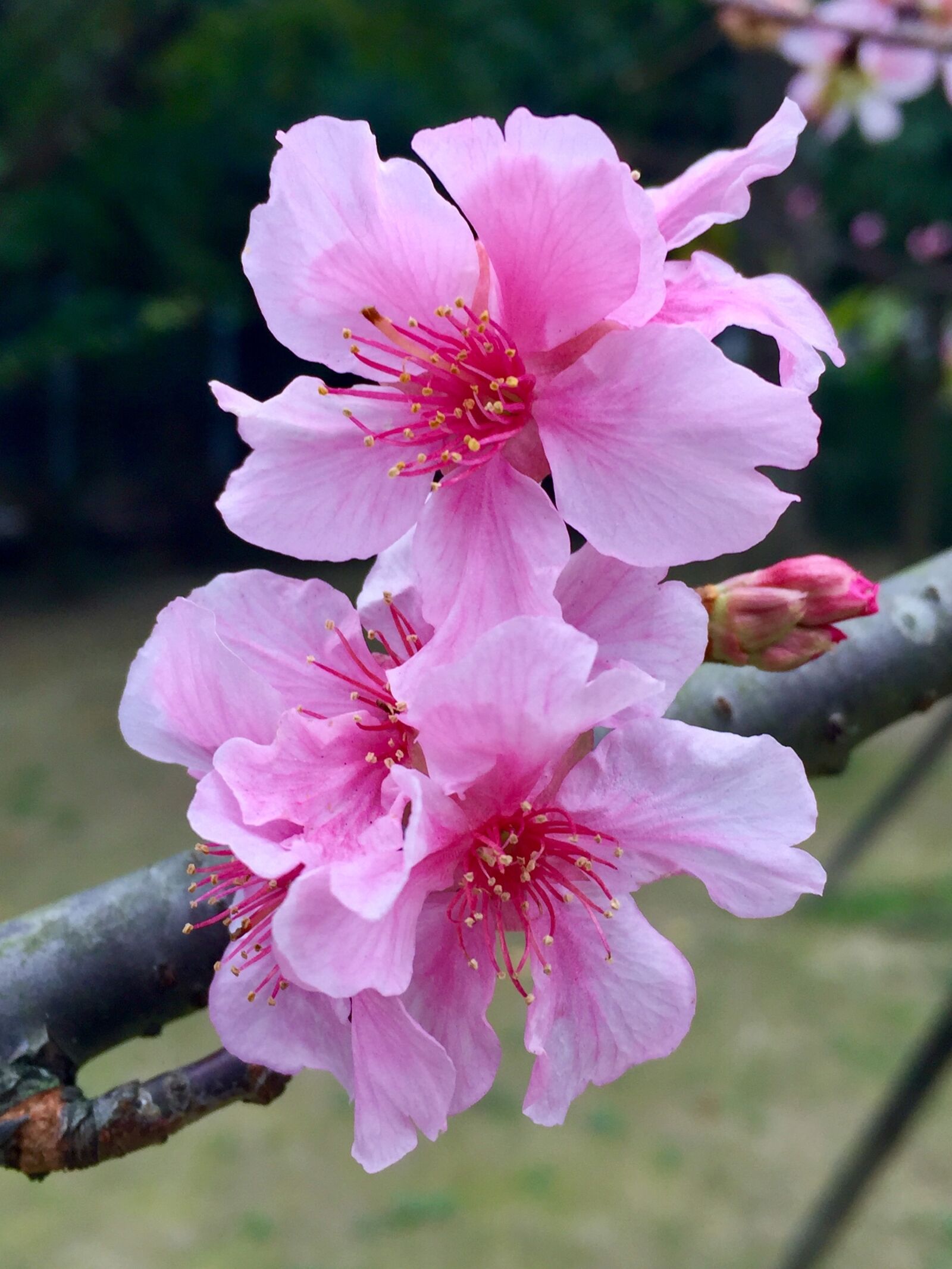 iPhone 6 Plus back camera 4.15mm f/2.2 sample photo. Flower flowers, blossom, peach photography