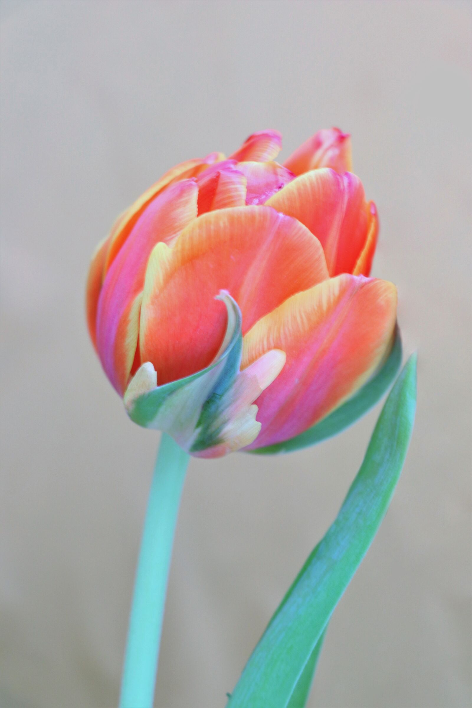 Canon EOS 77D (EOS 9000D / EOS 770D) sample photo. Tulip, flowers, tulips photography